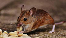 24 Hour & Emergency Exterminators in Lunds Valley, ND